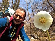 01 Ellebori in fiore  sul sent. 802 per il Passo Pertulena